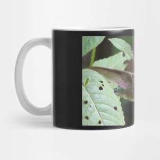 A Hummingbird partaking in Bee Balm Nectar Mug